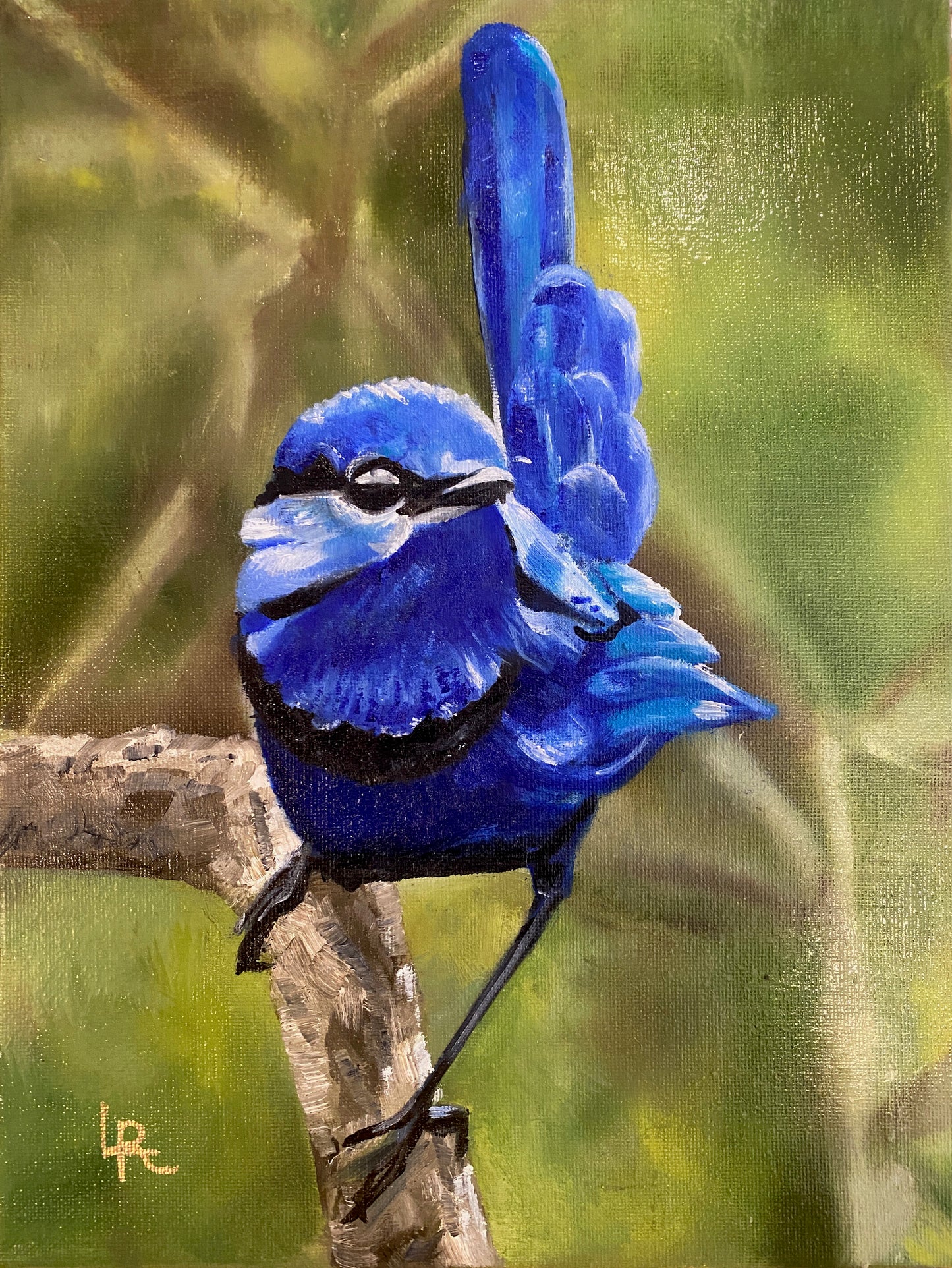 SPLENDID FAIRYWREN