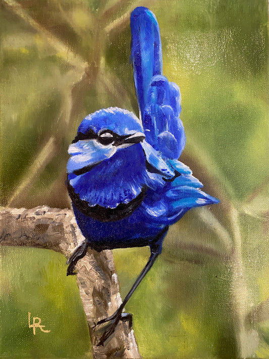 SPLENDID FAIRYWREN