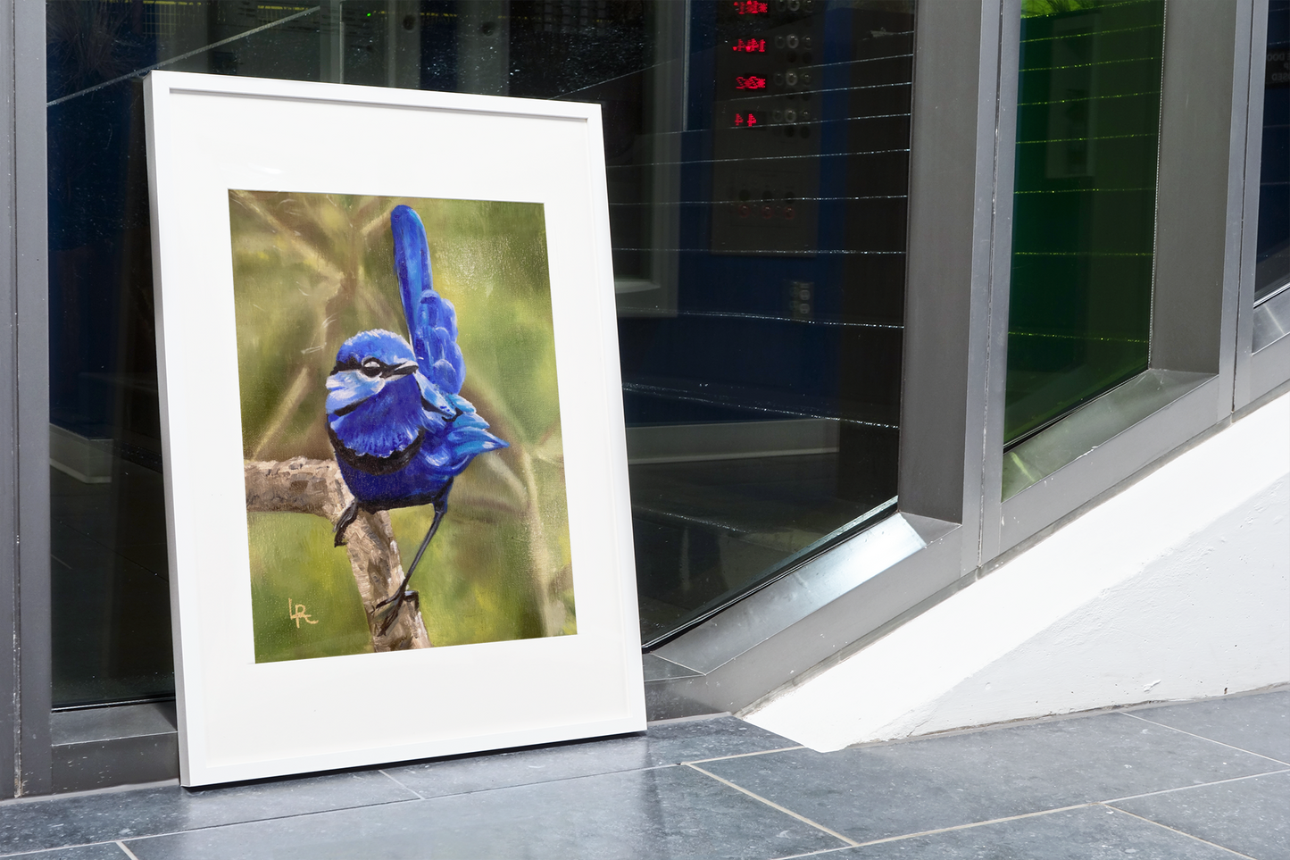 SPLENDID FAIRYWREN