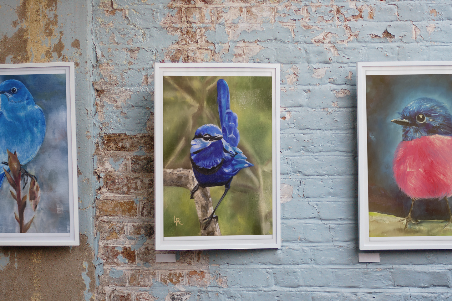 SPLENDID FAIRYWREN